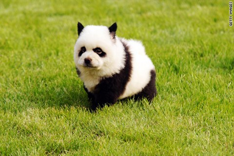 dog-panda-small-2.jpg