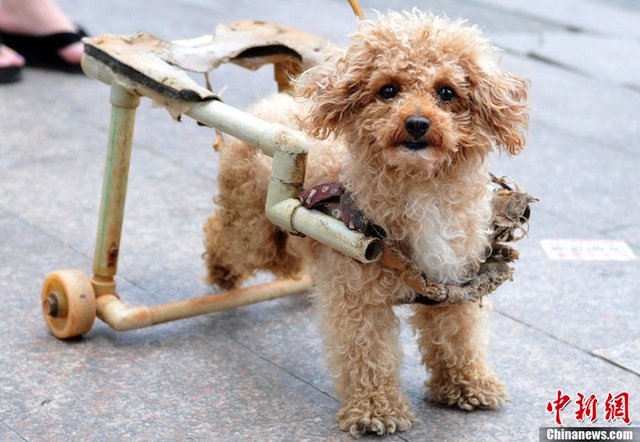 dog-wheelchair-1.jpg