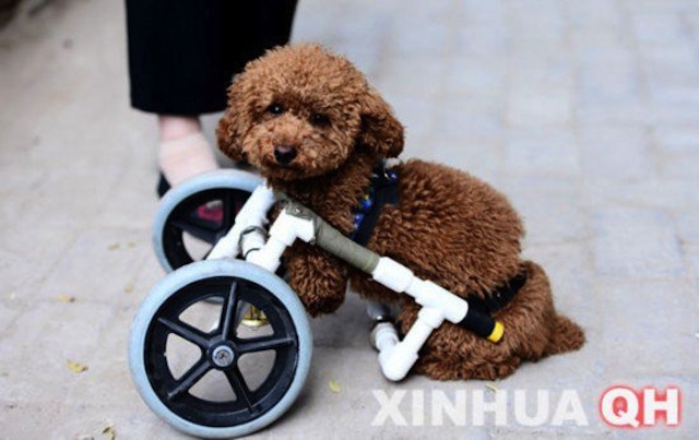 dog-wheelchair-1_1.jpg