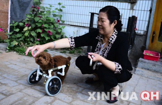 dog-wheelchair-2_1.jpg