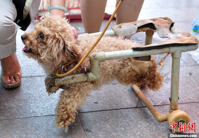 dog-wheelchair-3.jpg