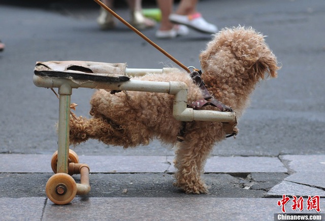 dog-wheelchair-4.jpg