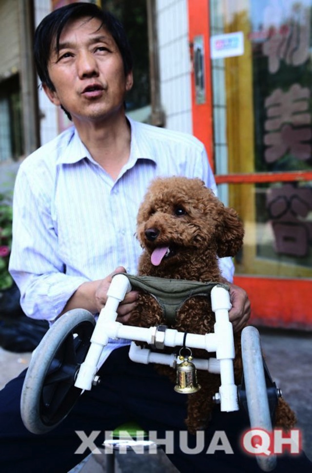 dog-wheelchair-4_1.jpg