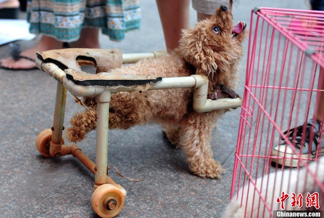 dog-wheelchair-5.jpg