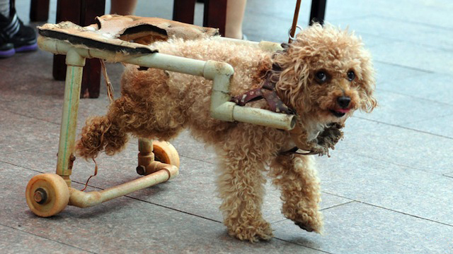 dog-wheelchair-6.jpg