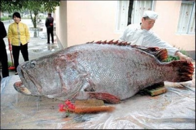 giant-grouper-3.jpg