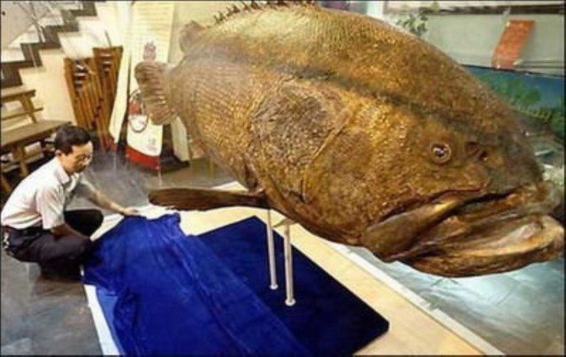 giant-grouper-5.jpg