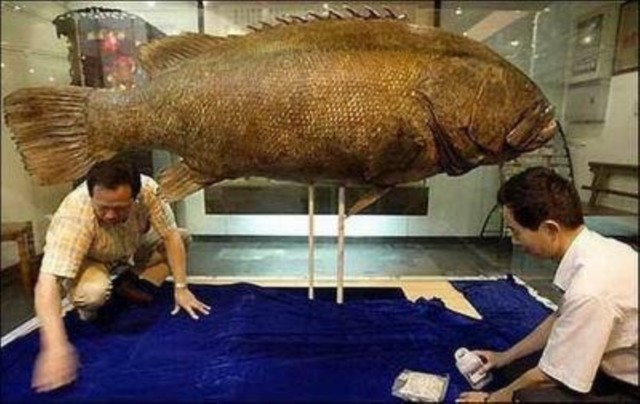giant-grouper-6.jpg