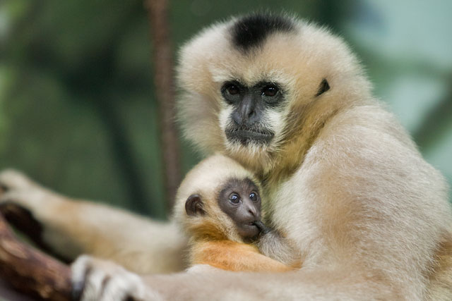 hainan_gibbon-3.jpg