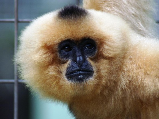 hainan_gibbon-5.jpg