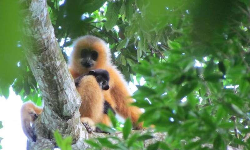 hajnani-gibbon-1.jpg