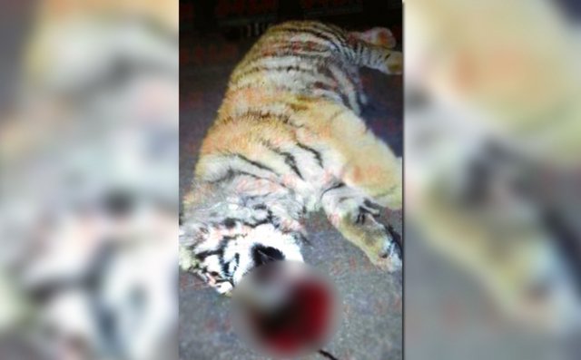 halott-tigris.jpg
