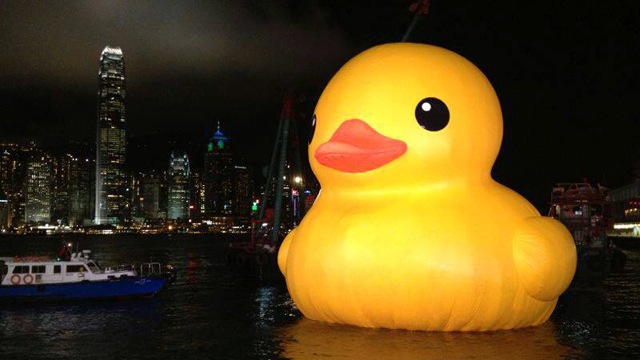 hk-duck-back.jpg