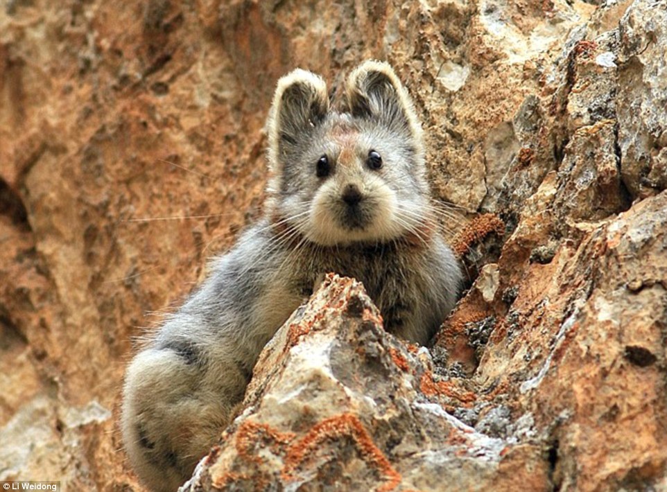 ili-pika-1.jpg