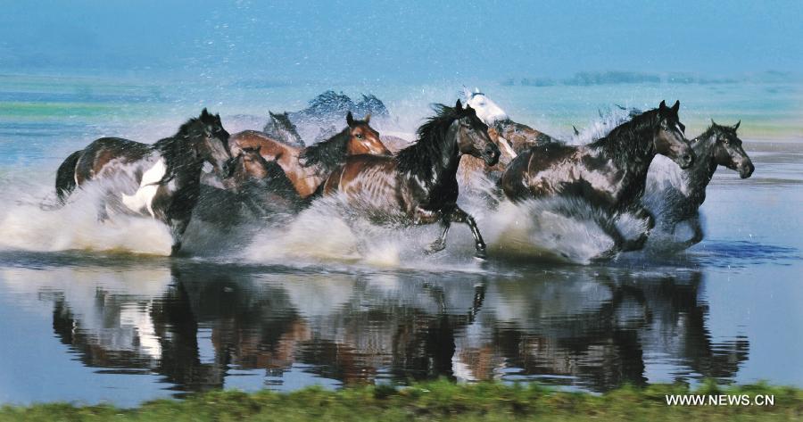 lovak-Belső-Mongólia-2.jpg
