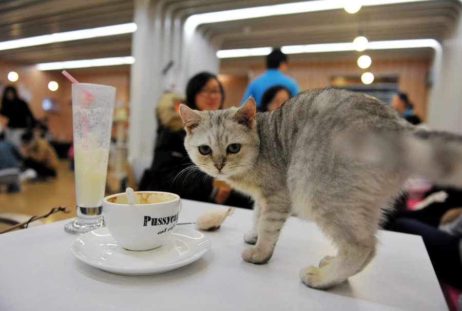 macskás-kávézó-3.jpg