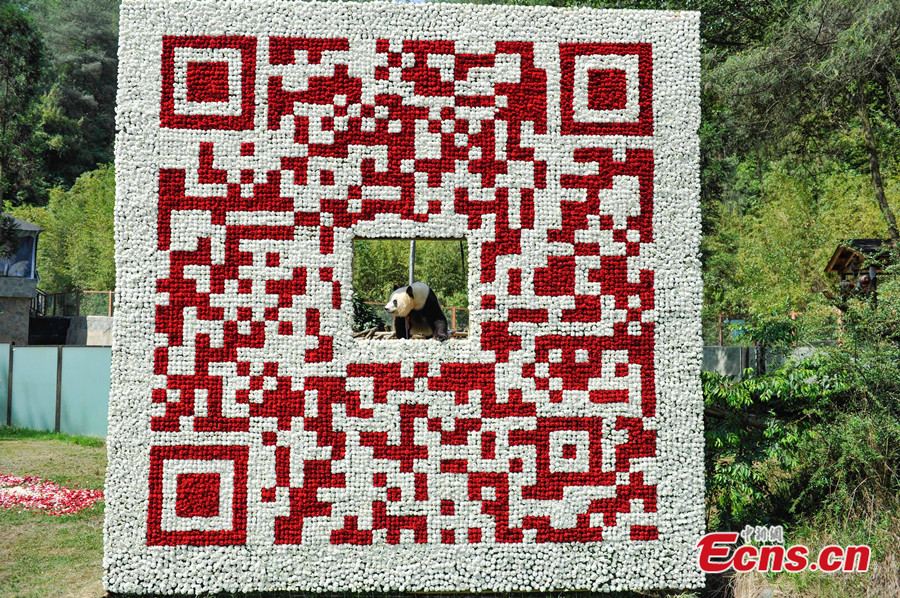 panda-és-QR-kód-1.jpg