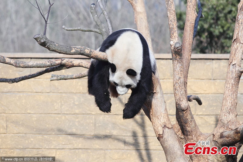 panda-alszik-1.jpg