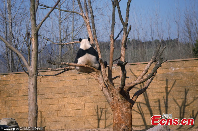 panda-alszik-4.jpg