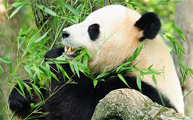 panda-bambusz.jpg