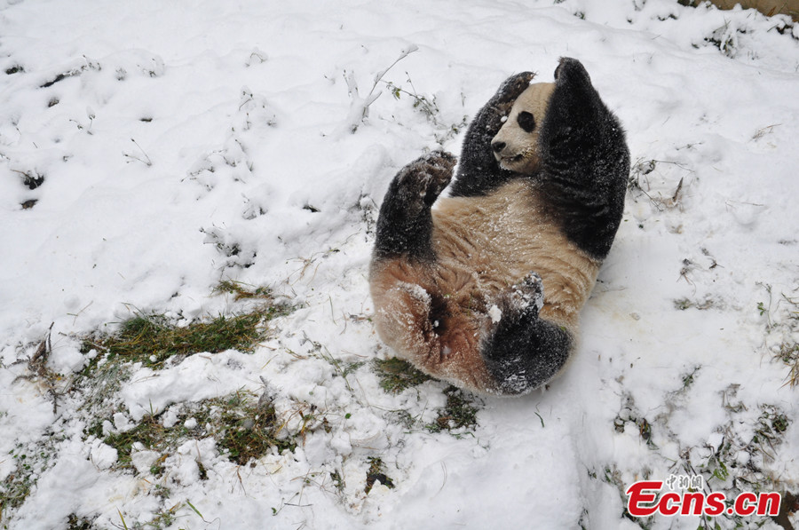 panda-hóban-1.jpg