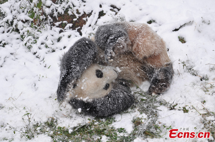 panda-hóban-2.jpg