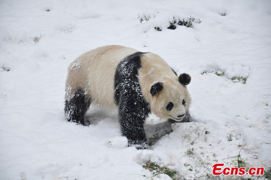 panda-hóban-3.jpg
