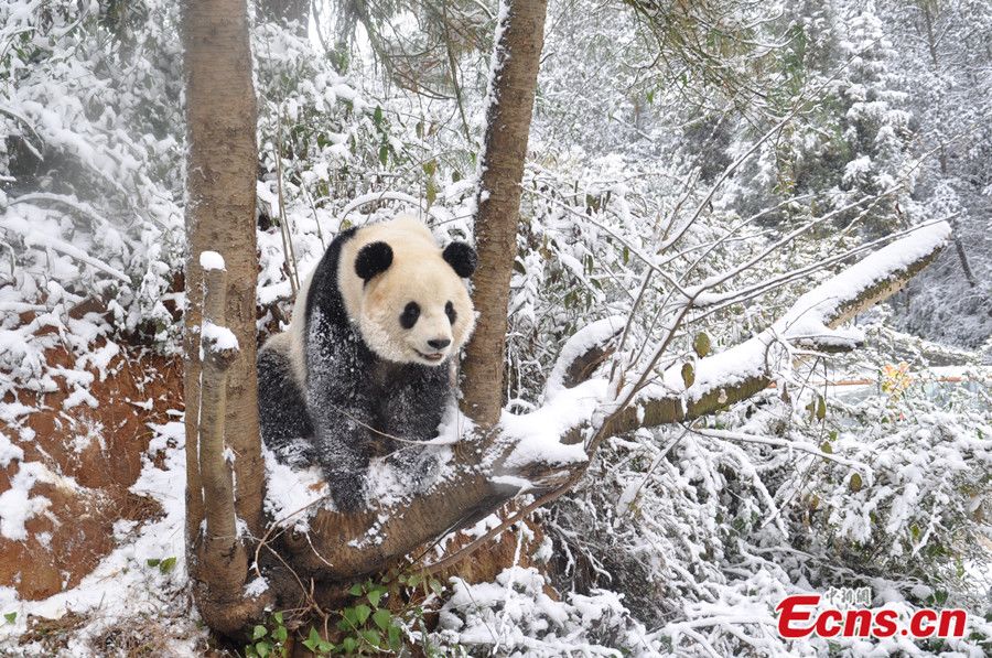 panda-hóban-4.jpg