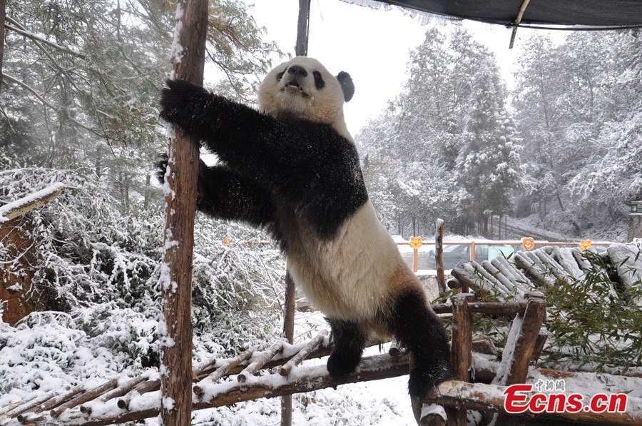 panda-hóban-5.jpg