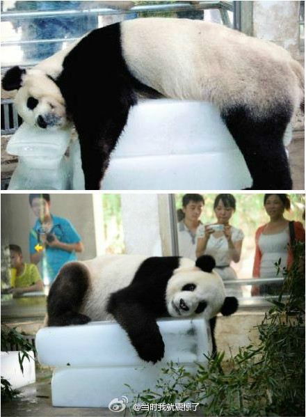 panda-ice-weibo.jpg