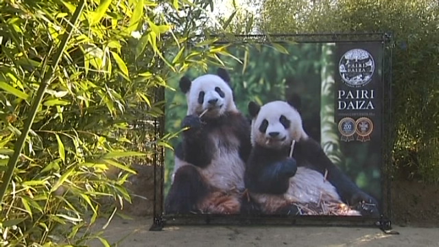 panda-pár-belgiumba-4.jpg