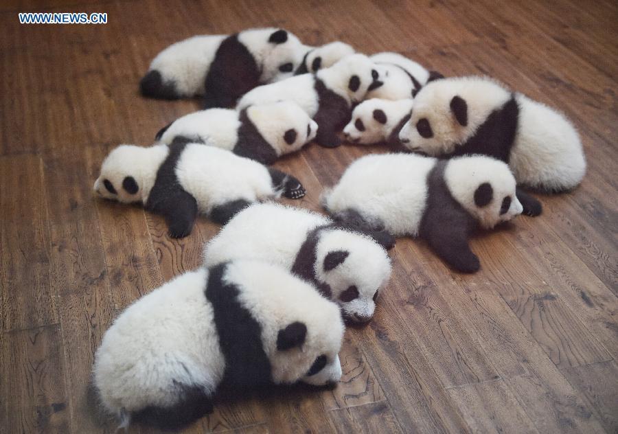 panda_kolykok-1.jpg