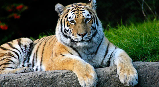 tigris-1.jpg