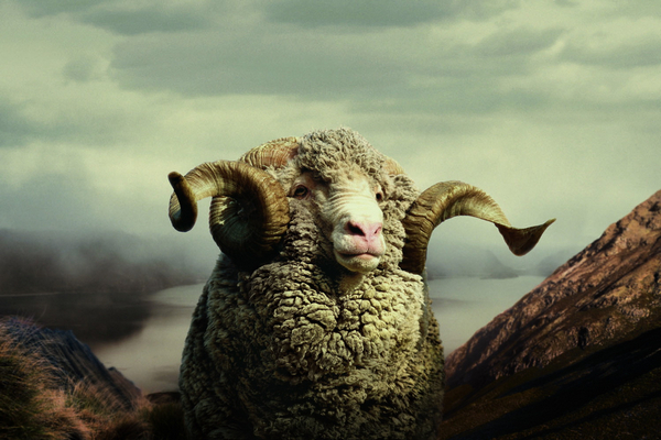merino_sheep.jpg