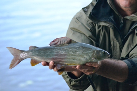 drina3.JPG