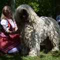 Csak a Komondor