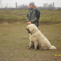 Komondor az iskolában