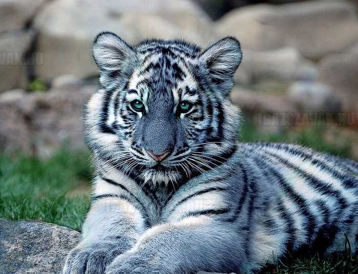egy-gyönyörű-kék-tigris.jpg