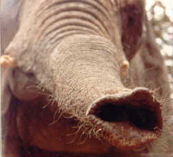 elefant3.jpg