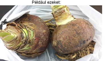 Az első nyereményjáték nyertesei