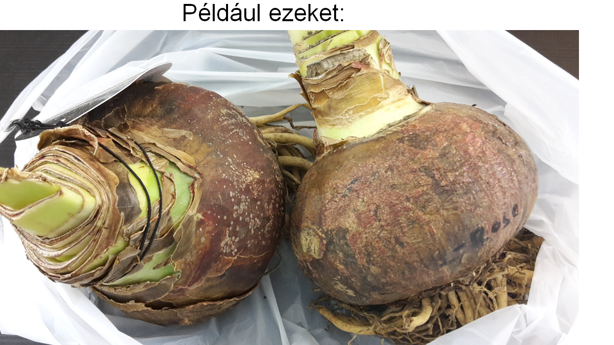 amarillisz_penzugyi_fitnesz.png
