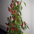 Thaiföldről hozott paprika