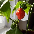 Sárga habanero beérés