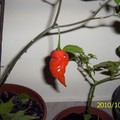 Aji Amarillo megint