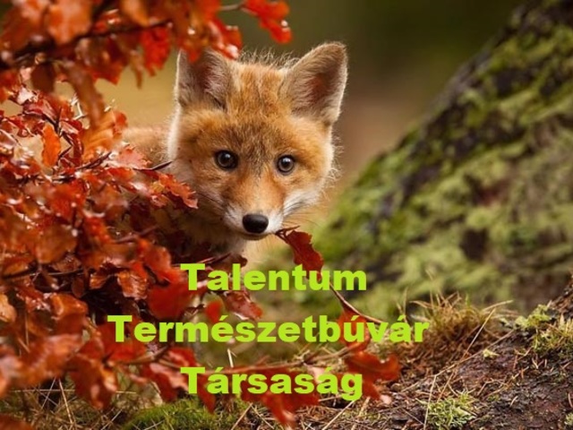 TTT - Talentum Természetbúvár Társaság