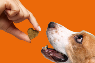 Tudatos gondoskodás négylábú családtagjainkért Bemutatkozik a Dr. Dog Vitamin!