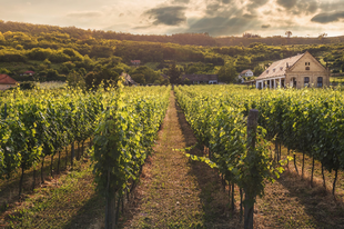 3 érdekesség a furmint világnapja alkalmából