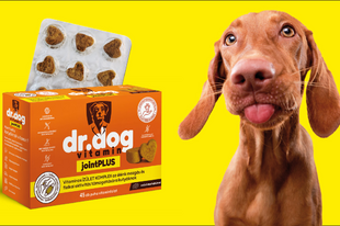 Változékony időjárás, állandó gondoskodás Rutin az energikus kutyákért