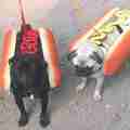 Az igazi hot dog
