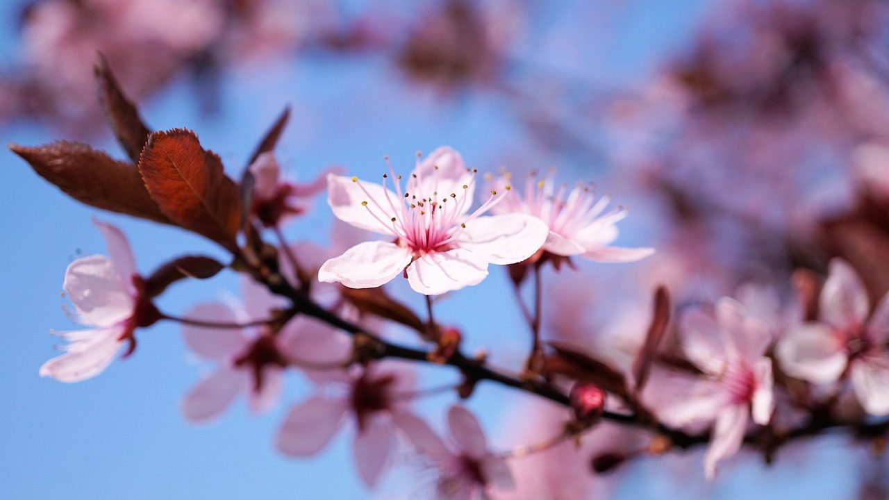 cherry-blossom-3308735_1280-e1710918655110.jpg
